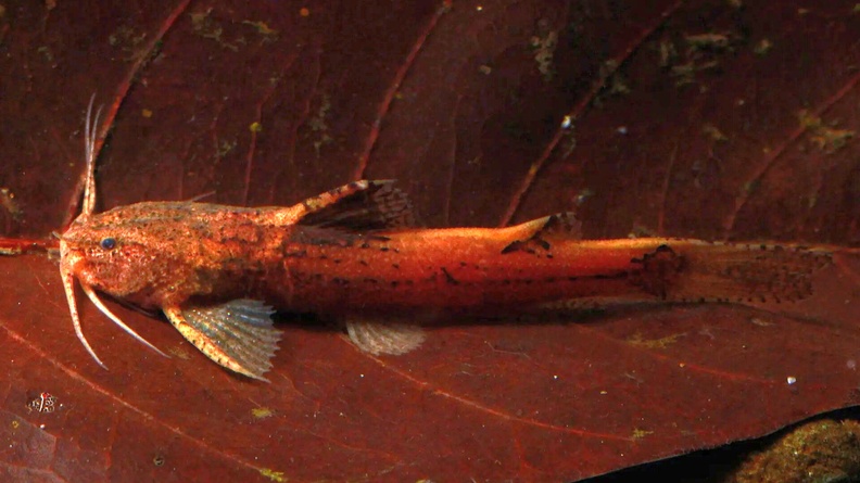 A small sisoroid catfish (Akysis patrator), Roh Kee River, western Thailand